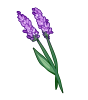 <a href="https://www.elyxiumbound.com/world/items?name=Lavender" class="display-item">Lavender</a>